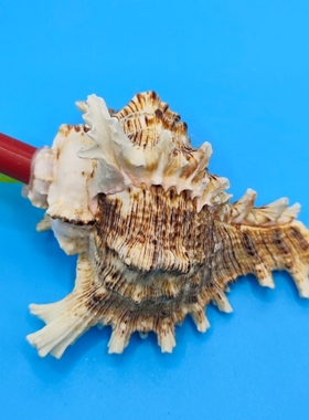 儿童玩具天然海螺号角可吹响