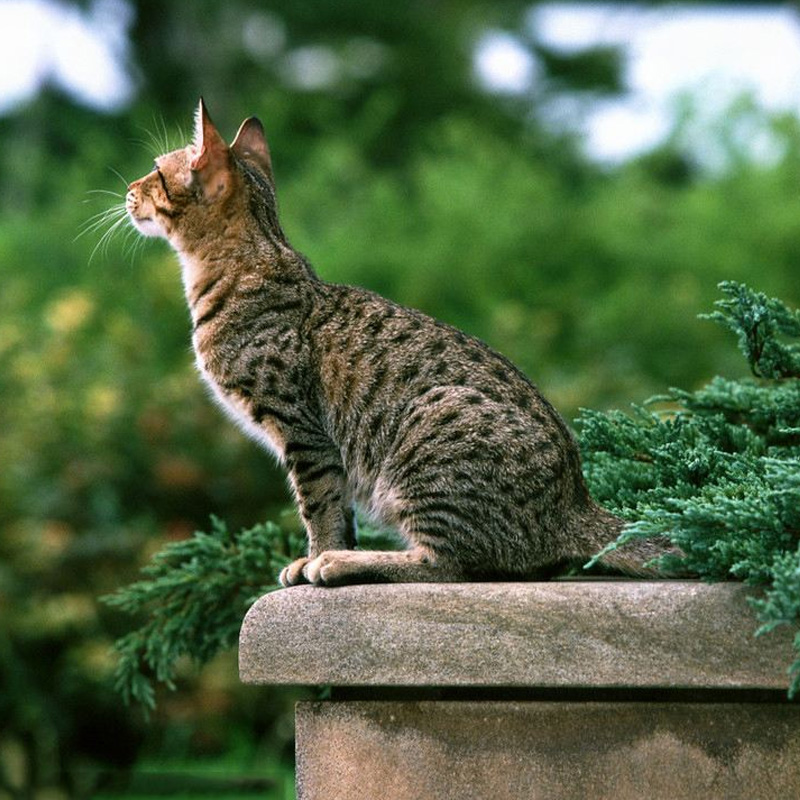 bengal ocelot