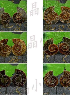 斑彩螺原石摆件古生物化石