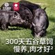 光合星球猪肉肠儿童黑猪肉肠零食烤肠即食热狗送宝宝婴儿辅食谱
