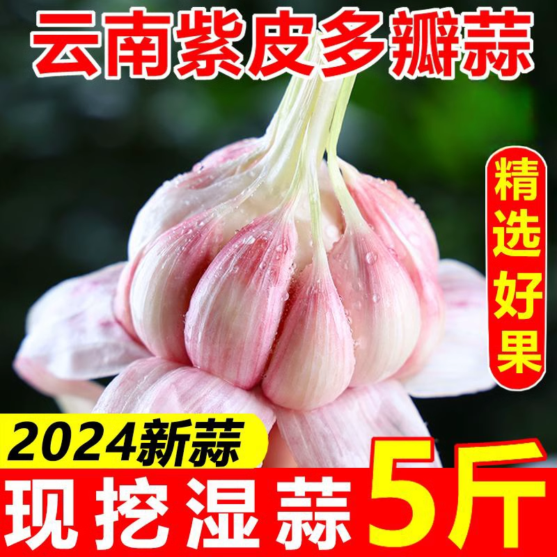 爆款2024现挖新鲜嫩湿蒜云南鲜蒜紫皮大蒜多瓣蒜头糖醋蒜特大大果-图2