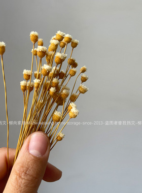 巴西快乐花干花50支家居装饰