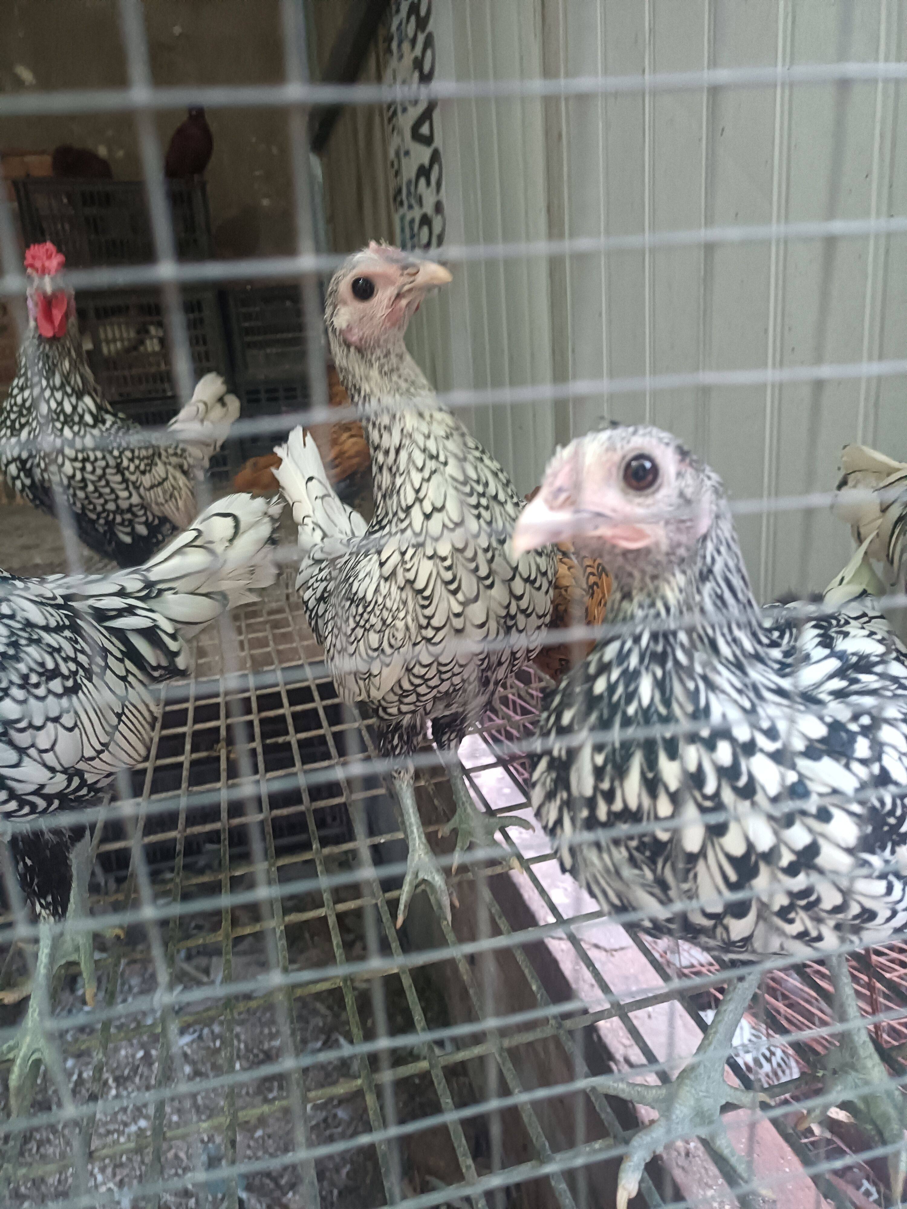 波兰鸡蛋可孵化波澜鸡鱼鳞鸡白波兰鸡观赏鸡红波兰鸡网红鸡宠物鸡,淘宝优惠券,粉丝福利购,淘宝优惠卷