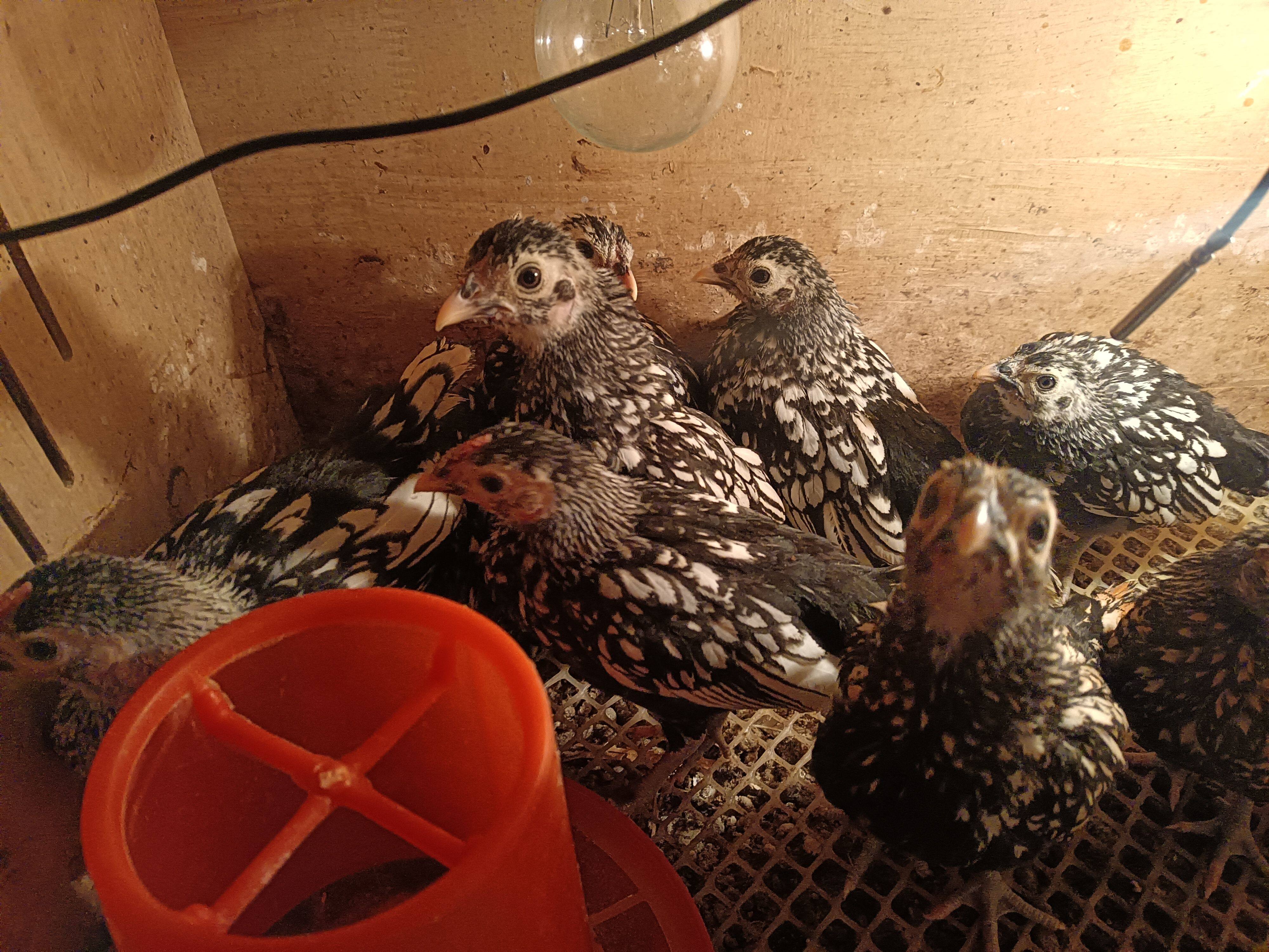 波兰鸡蛋可孵化波澜鸡鱼鳞鸡白波兰鸡观赏鸡红波兰鸡网红鸡宠物鸡,淘宝优惠券,粉丝福利购,淘宝优惠卷