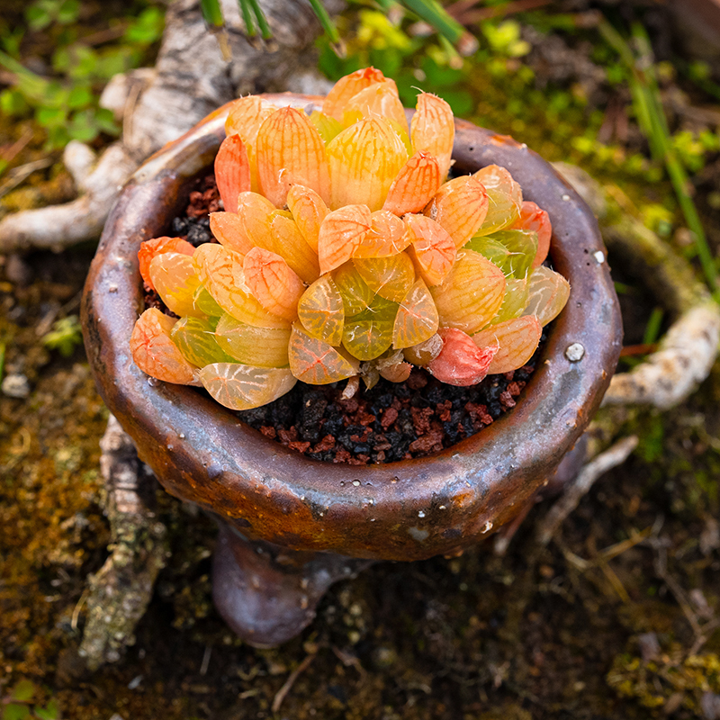 糯米玉露瓦苇属十二卷多肉植物多头群生颜色粉嫩 - 图2