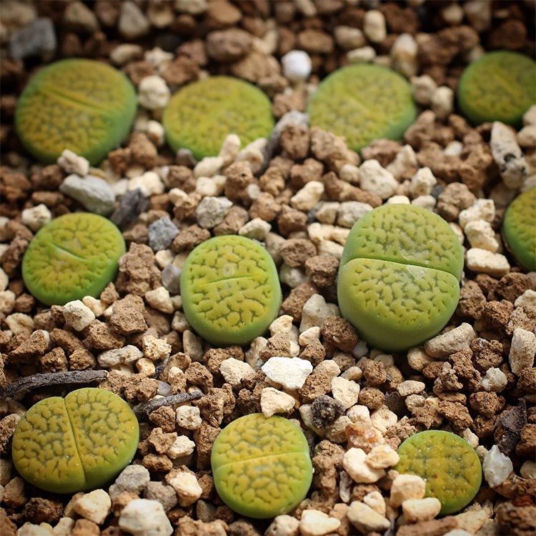 绿富贵 Lithops hookeri 'Annarosa' 正版 生石花多肉植物 - 图2