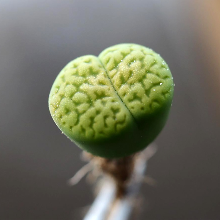 绿富贵 Lithops hookeri 'Annarosa' 正版 生石花多肉植物 - 图3