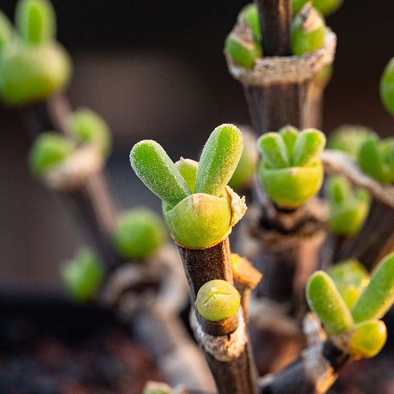 枝干兔子 Dicrocaulon ramulosum多肉植物一物一拍枝干番杏糖球-图2