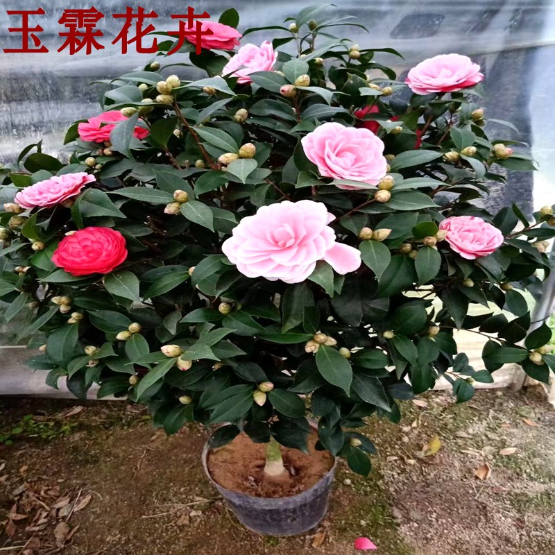 龙岩正版原生五色赤丹茶花多色花苞树苗四季常青阳台庭院绿植盆栽 - 图0