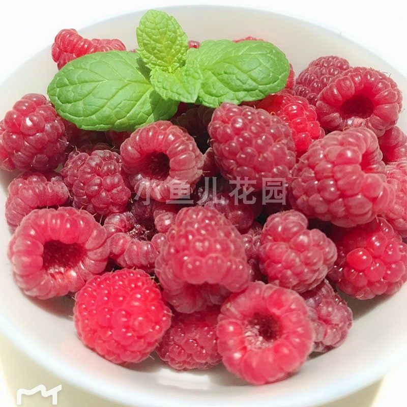 当年结果红黄树莓杯苗阳台窗台露台庭院广东广西海南都可以种,淘宝优惠券,粉丝福利购,淘宝优惠卷