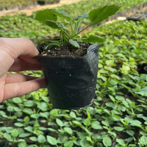 双季新品种黄树莓『皇冠』『月光』红树莓〖红钻〗『枫糖』 - 图1