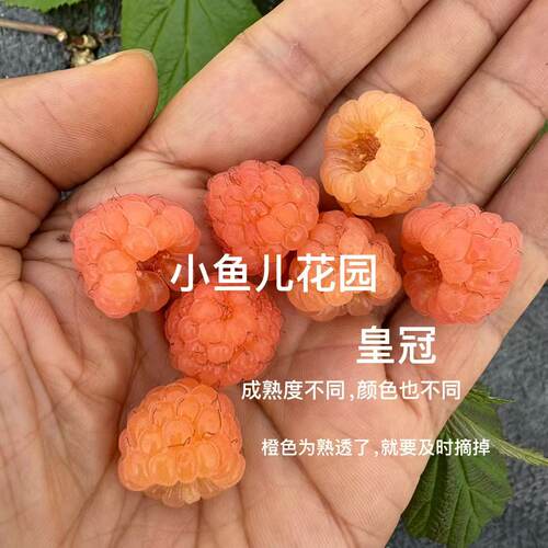 双季新品种黄树莓『皇冠』『月光』红树莓〖红钻〗『枫糖』 - 图0