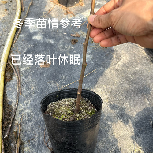 小鱼儿花园 无花果扦插杯苗庭院阳台盆栽树苗好种好养活 - 图0