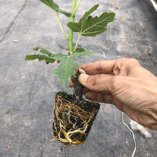 小鱼儿花园 无花果扦插杯苗庭院阳台盆栽树苗好种好养活 - 图3