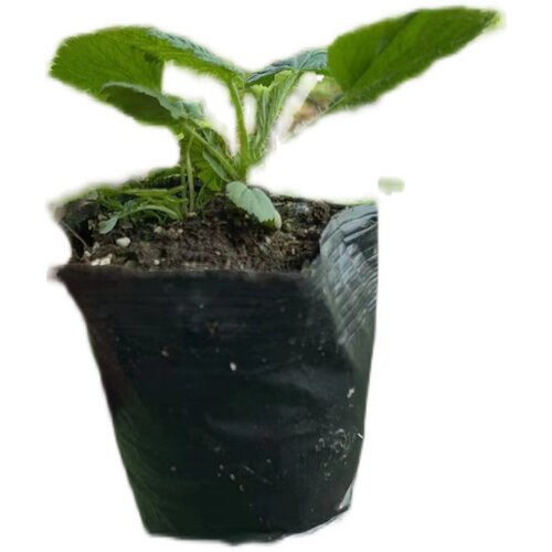 双季新品种黄树莓『皇冠』『月光』红树莓〖红钻〗『枫糖』 - 图2