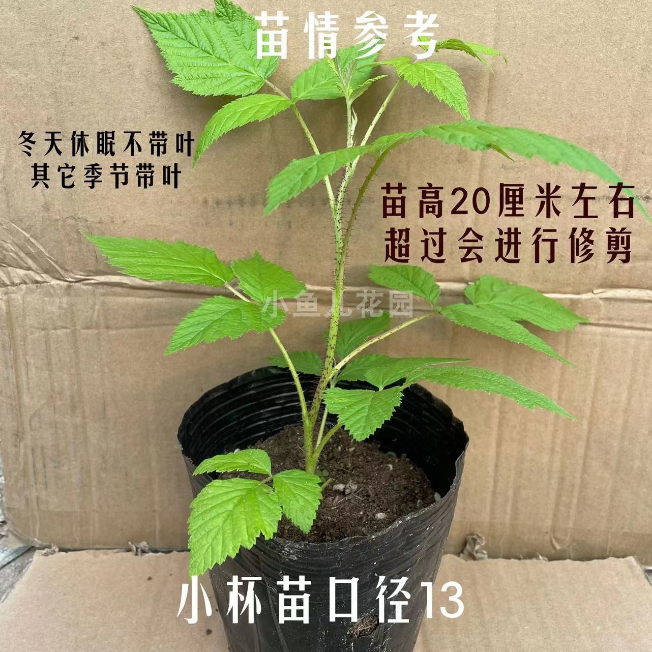 当年结果红黄树莓杯苗阳台窗台露台庭院广东广西海南都可以种,淘宝优惠券,粉丝福利购,淘宝优惠卷