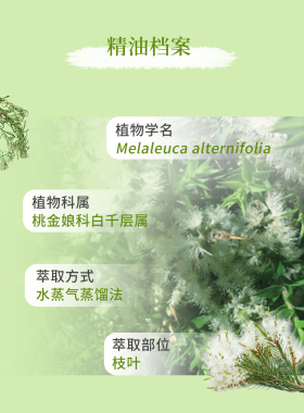茶树刮痧舒缓美国精油5年茶树