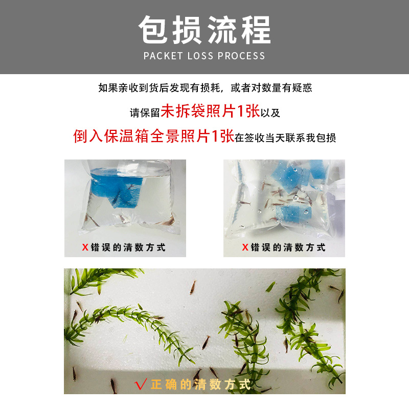 观赏虾活体宠物草缸黑壳水晶虾樱花极火米虾大和除藻工具虾苗淡水 - 图2