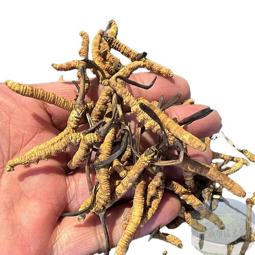 西藏顺丰包邮5克 西藏那曲虫草 冬虫夏草野生 纯野生虫草童叟无欺 - 图3
