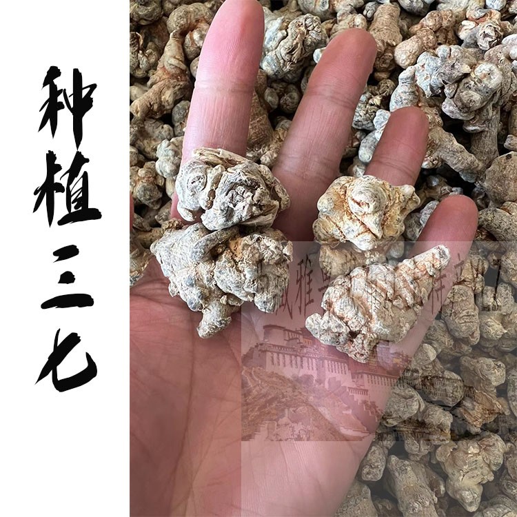 250克 西藏林芝纯野生三七  藏三七 西藏仅林芝的原始产 纽扣三七 - 图3