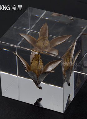 立方体植物标本永生花桌面摆件