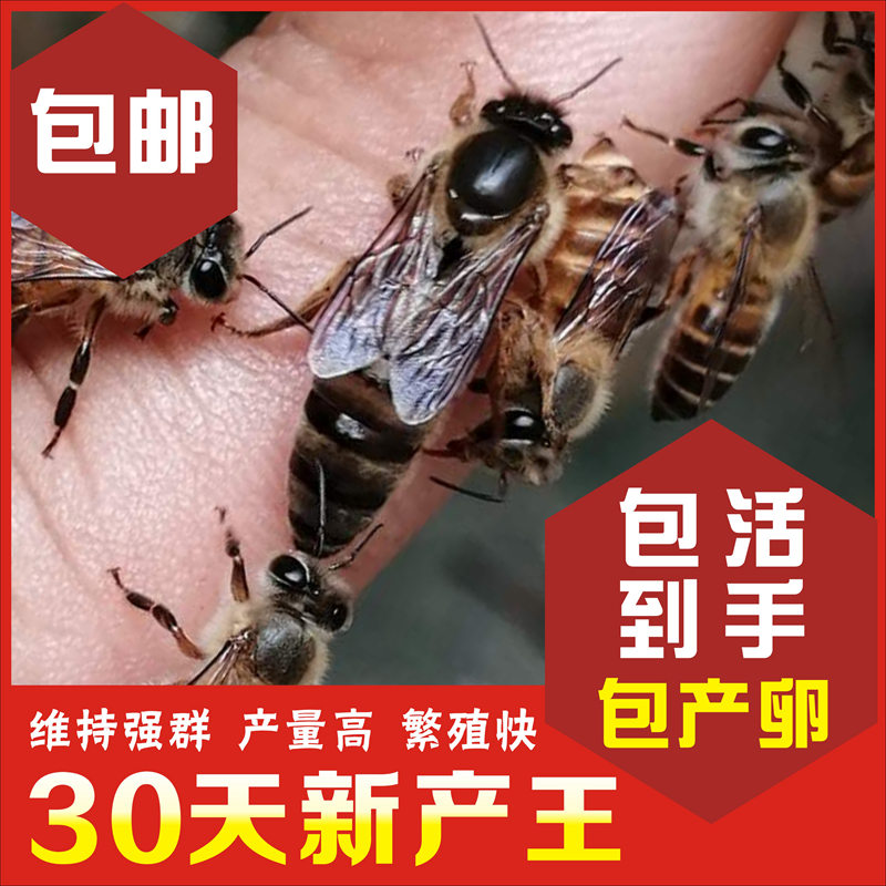 中蜂蜂王种王高产红环黑王阿坝优质土蜜蜂活体蜂群双色良种王包邮-图0