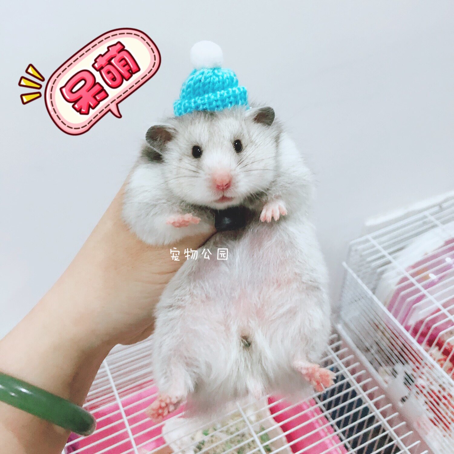 花枝鼠帽子 新人首单立减十元 22年8月 淘宝海外