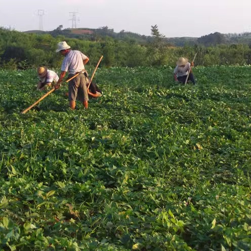 无麸质无小麦有机红薯粉丝粉条粉皮无添加红番薯火锅凉拌炖菜无矾-图1