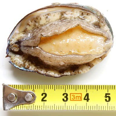 鲜活小鲍鱼新鲜野生鲍鱼活鲍鱼贝类海鲜水产深海大鲍鱼只包邮 虎窝淘