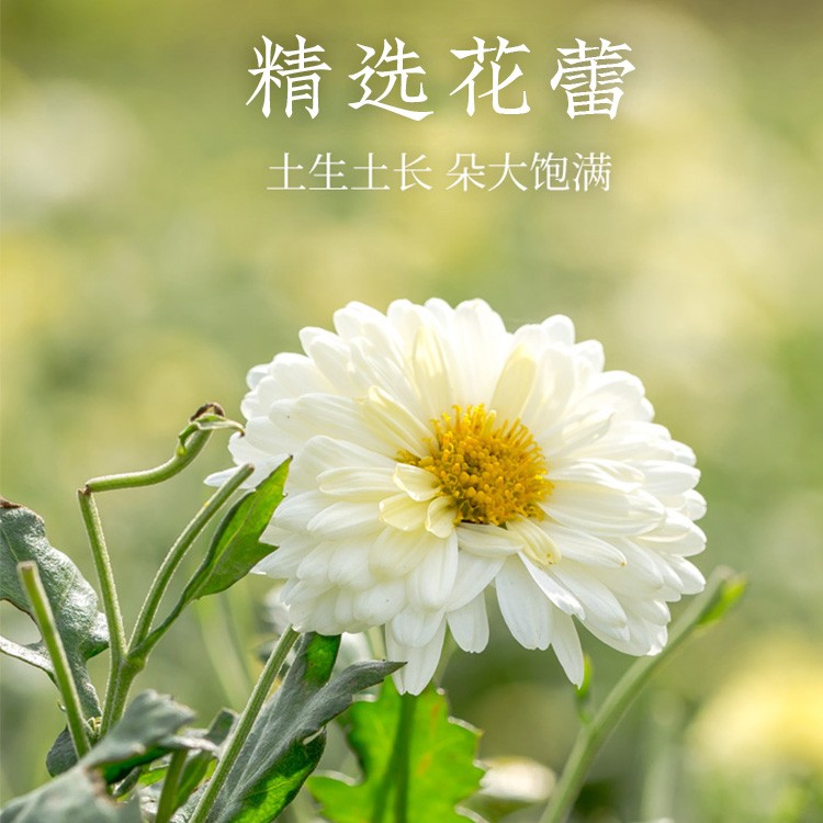 2023新花西湖牌杭白菊150g桐乡特级菊花茶花草茶搭决明子枸杞龙井 - 图0