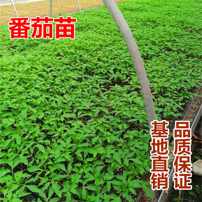 蔬菜种苗菜苗阳台盆栽秋葵辣椒茄子番茄西红柿丝瓜南瓜西瓜黄瓜苗