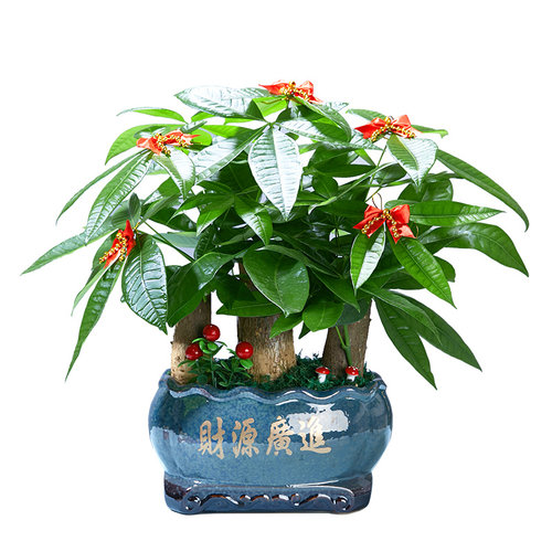 发财树盆栽树桩招财室内大型绿植开业送礼前台大号金钱树四季常青 - 图3