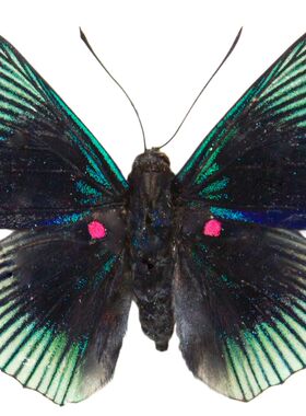 Lyropteryx apollonia 阿波罗琴蚬蝶 C028 未整姿原蝶