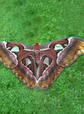 乌桕大蚕蛾Attacus Atlas Snake Head未展翅标本原蝶 三角包发出