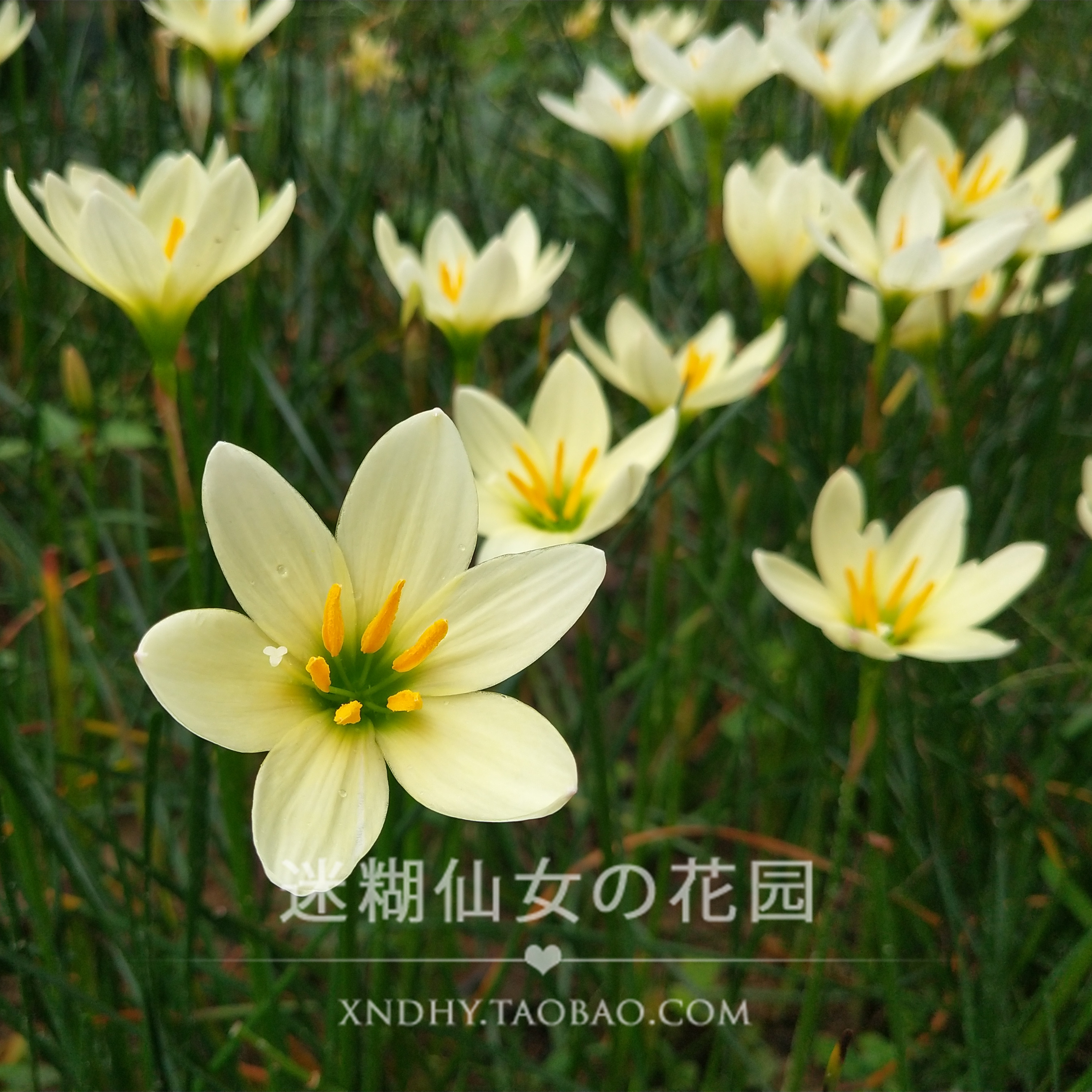 【25球清仓价】风雨兰种球根植物Zephyranthes 'Ajax' 乳黄葱兰 - 图1