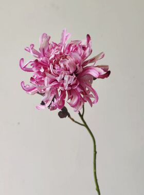 仿真花假花烟花菊绢花插花龙爪菊摆件客厅餐桌花束婚庆摄影道具