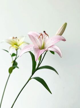星期6百合样板间中国百合花一枝粉色PU1