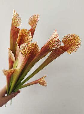 星期6草室内中国绿植枝咖啡手感1