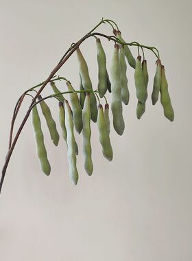 靓插花室内中国豆支白软胶1