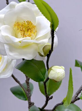 靓插花室内中国茶花枝红色娟1