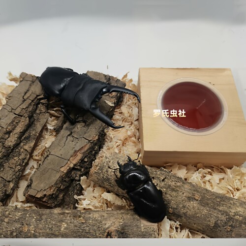 中国大扁锹形虫中华扁锹甲L3幼虫中扁成虫对虫宠物昆虫甲虫活体仙 - 图3