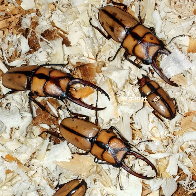 Y纹锯锹形虫两点赤锯锹甲成虫孔夫子PGK长颈鹿锯锹幼虫宠物昆甲虫,淘宝优惠券,粉丝福利购,淘宝优惠卷