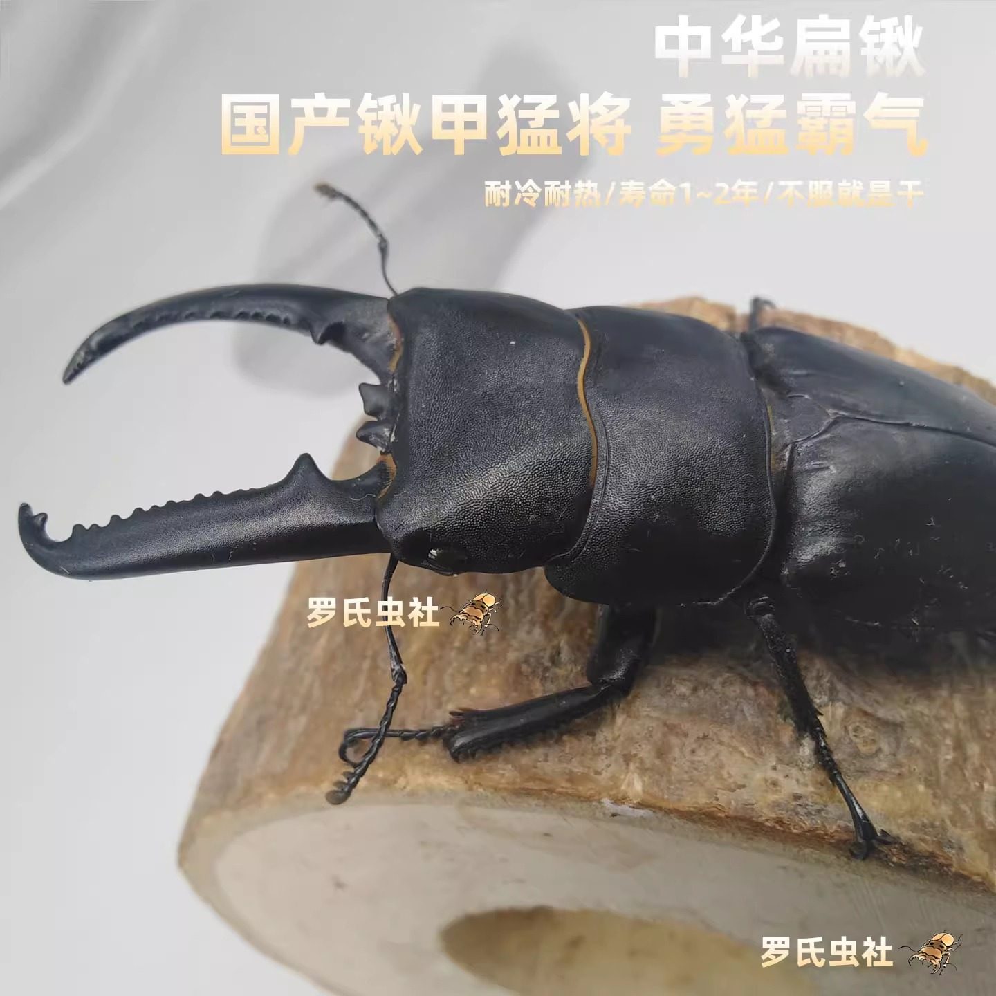 中国大扁锹甲中华扁锹形虫中国大锹甲成虫幼虫宠物昆虫甲虫活体仙,淘宝优惠券,粉丝福利购,淘宝优惠卷