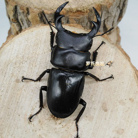 giant stag beetle backpack