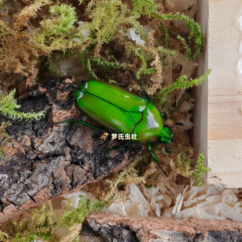 非阔花金龟成虫幼虫阿非力加非洲阔花金龟子甲虫饲养盒宠物活白条,淘宝优惠券,粉丝福利购,淘宝优惠卷