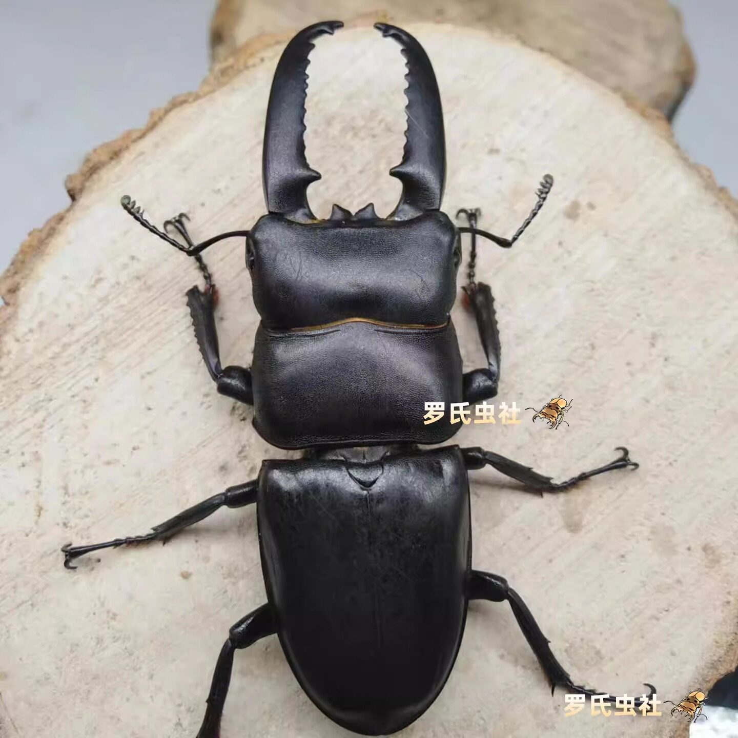 中国大扁锹甲中华扁锹形虫中国大锹甲成虫幼虫宠物昆虫甲虫活体仙,淘宝优惠券,粉丝福利购,淘宝优惠卷