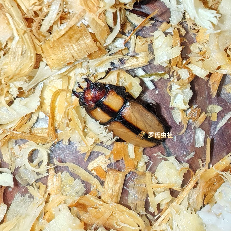 Y纹锯锹形虫两点赤锯锹甲成虫孔夫子PGK长颈鹿锯锹幼虫宠物昆甲虫,淘宝优惠券,粉丝福利购,淘宝优惠卷