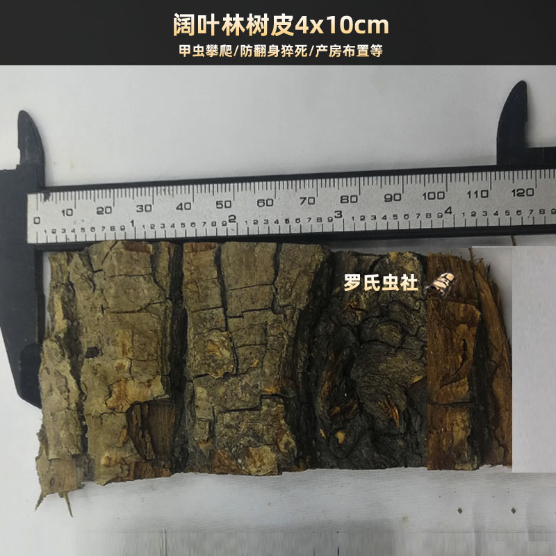 甲虫独角仙锹甲兜虫攀爬打斗树皮布景造景装饰躲藏防翻倒猝死树杈 - 图0