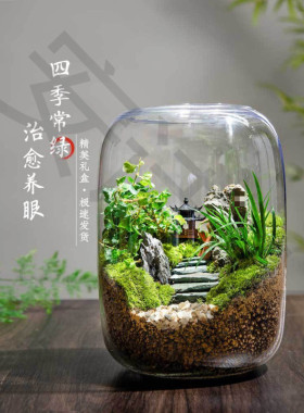 桌面微景观生命之树生态瓶创意盆栽办公室绿植成品盆景好养活青苔