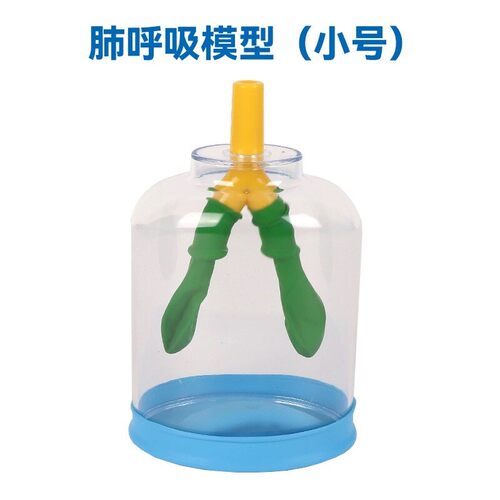 膈肌运动模拟器肺呼吸模型制作人体肺气体交换初中生物实验器材 - 图1